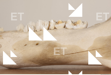 photo reference of skull 0063