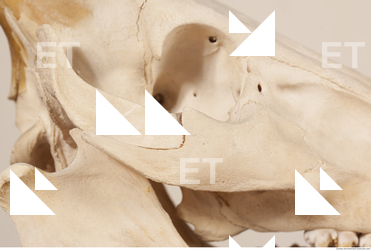photo reference of skull 0033