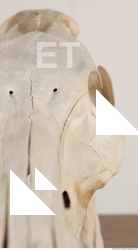 photo reference of skull 0041