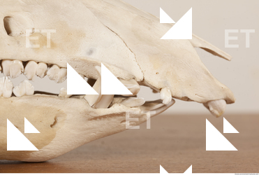 photo reference of skull 0031