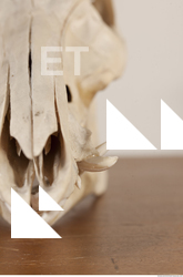 photo reference of skull 0042