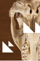 photo reference of skull 0056