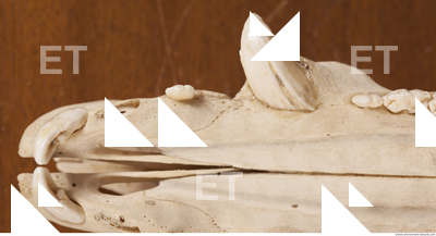 photo reference of skull 0052