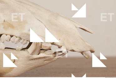photo reference of skull 0032