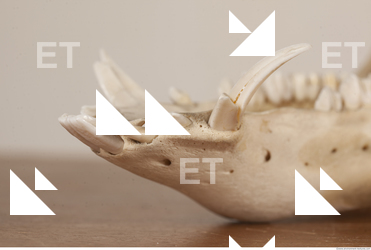 photo reference of skull 0068