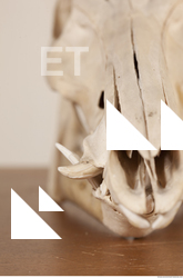 photo reference of skull 0044