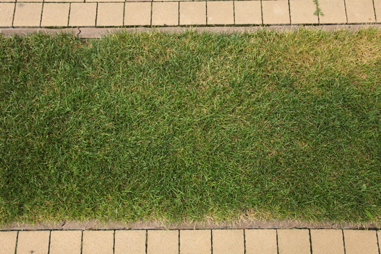 Grass