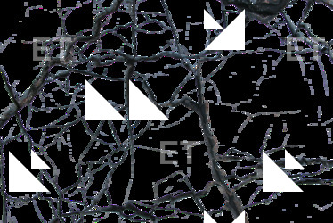 photo texture of cracked decal 0017