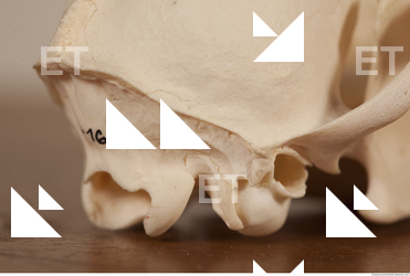 photo reference of skull 0023