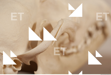 photo reference of skull 0024