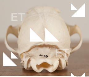 photo reference of skull 0026