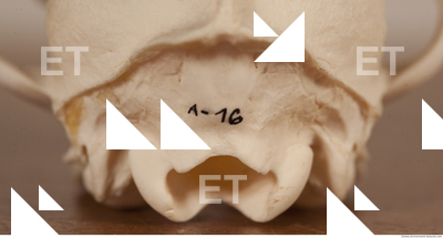 photo reference of skull 0027