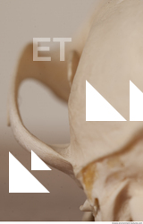 photo reference of skull 0028