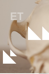 photo reference of skull 0029