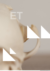 photo reference of skull 0030