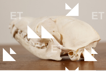 photo reference of skull 0033