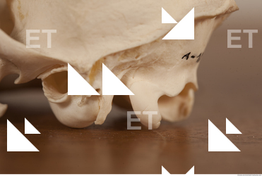 photo reference of skull 0035
