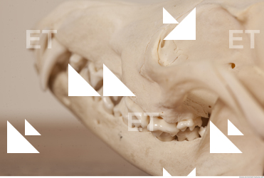 photo reference of skull 0038