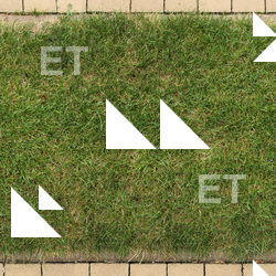 photo texture of grass seamless 0005