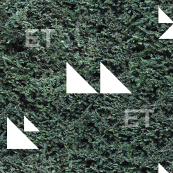 photo texture of hedge seamless 0001