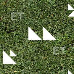 photo texture of hedge seamless 0005