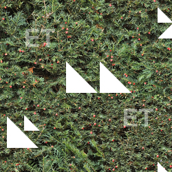 photo texture of hedge seamless 0007