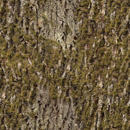 Seamless Tree Bark