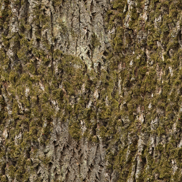 Seamless Tree Bark