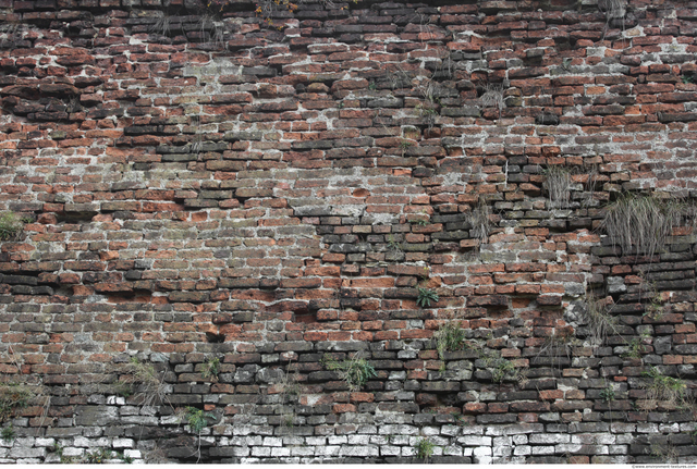 Wall Bricks Overgrown