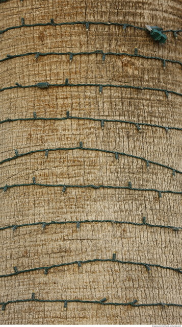 Tree Bark