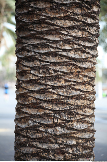 Tree Bark