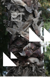 Tree Bark