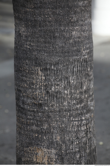 Tree Bark