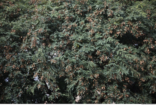 Tree Bark