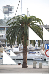 PalmTree0005