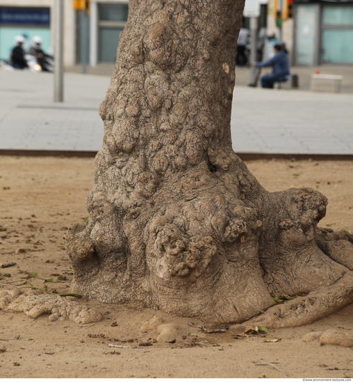 Tree Bark