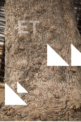 TreeBark0002