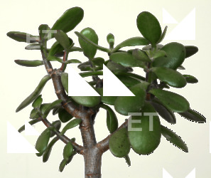 Plants Decals