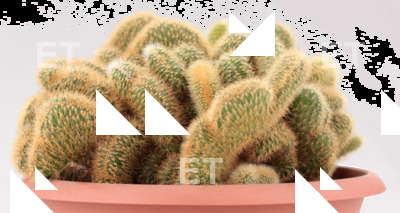 DecalCactus 0001