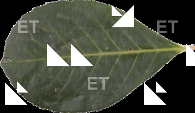 DecalLeaf 0003