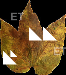 DecalLeaf 0006