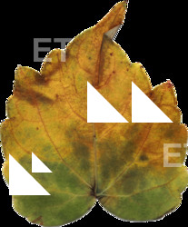 DecalLeaf 0007