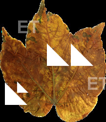 DecalLeaf 0008