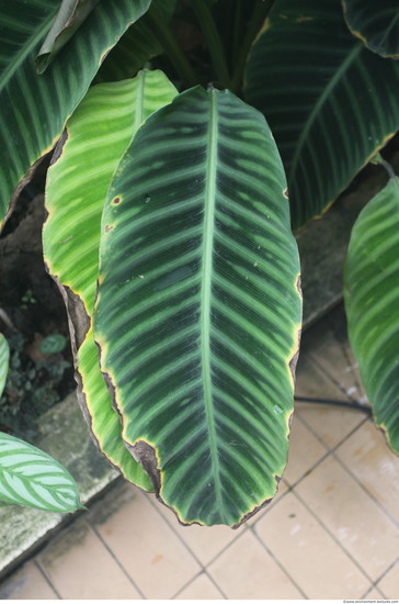 Leaves