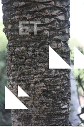Tree Bark