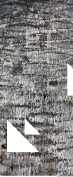 Tree Bark