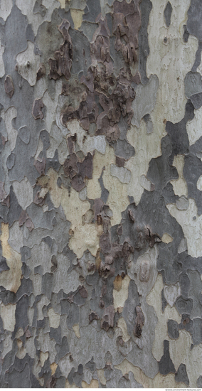 Tree Bark