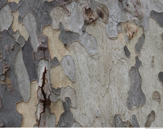 Tree Bark