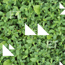 Seamless Groundplants