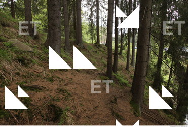 background forest 0021